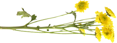 Bergbauernmilch Blumen